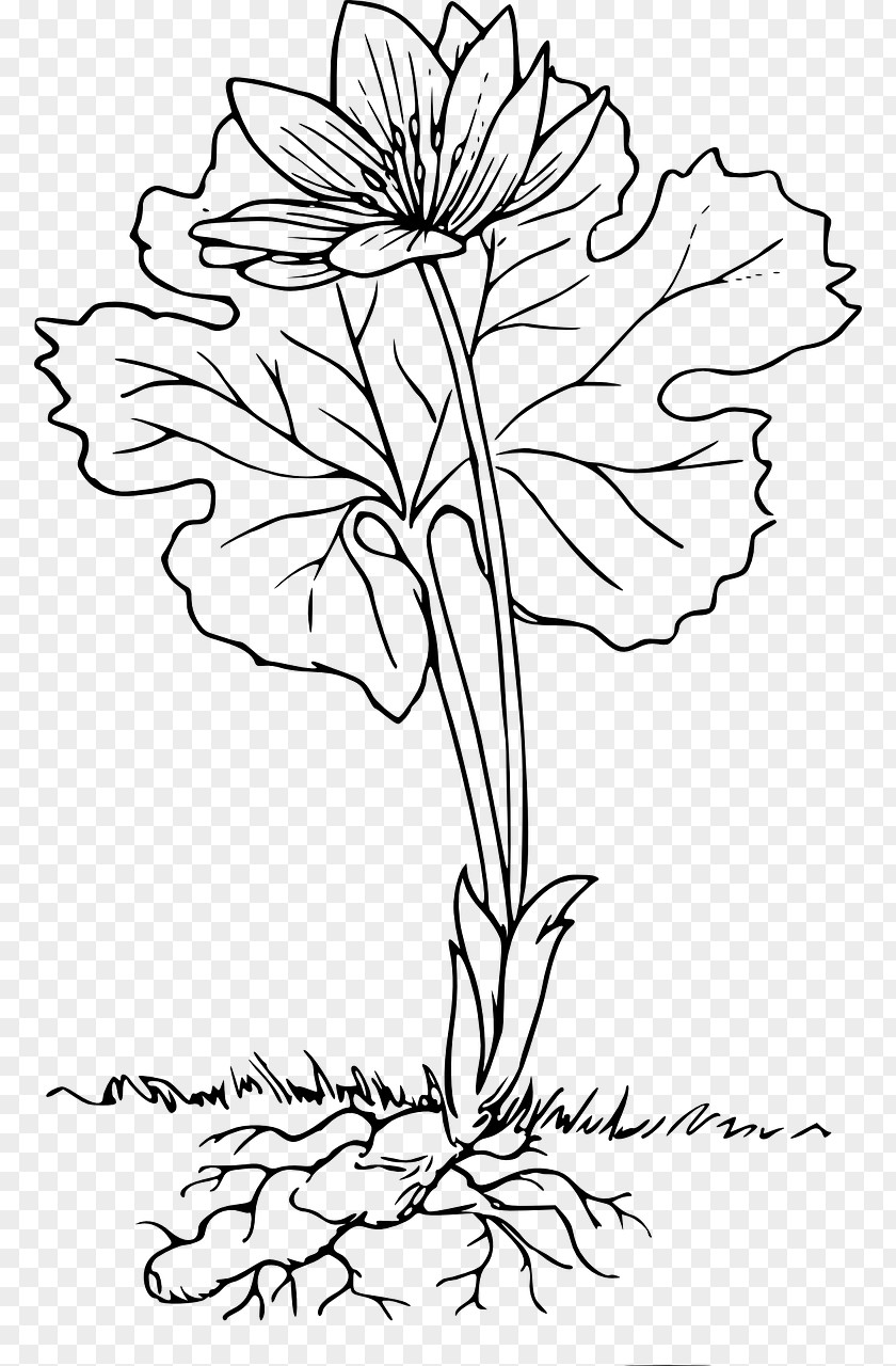 Flower Root Cut Flowers Plant Clip Art PNG