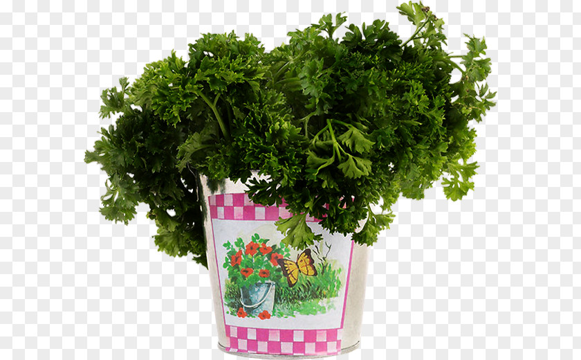 Parsley Leaf Vegetable Pianta Aromatica Plant Herb PNG