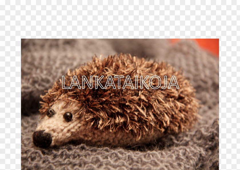 Hedgehog Domesticated Fauna Fur Snout PNG