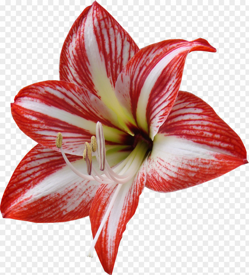 Lily Cut Flowers Red Lilium Yellow PNG