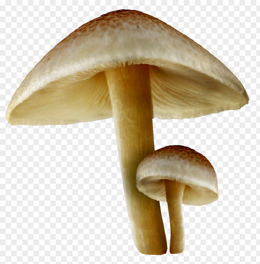 Transparent Fall Mushrooms Picture Wallpaper PNG