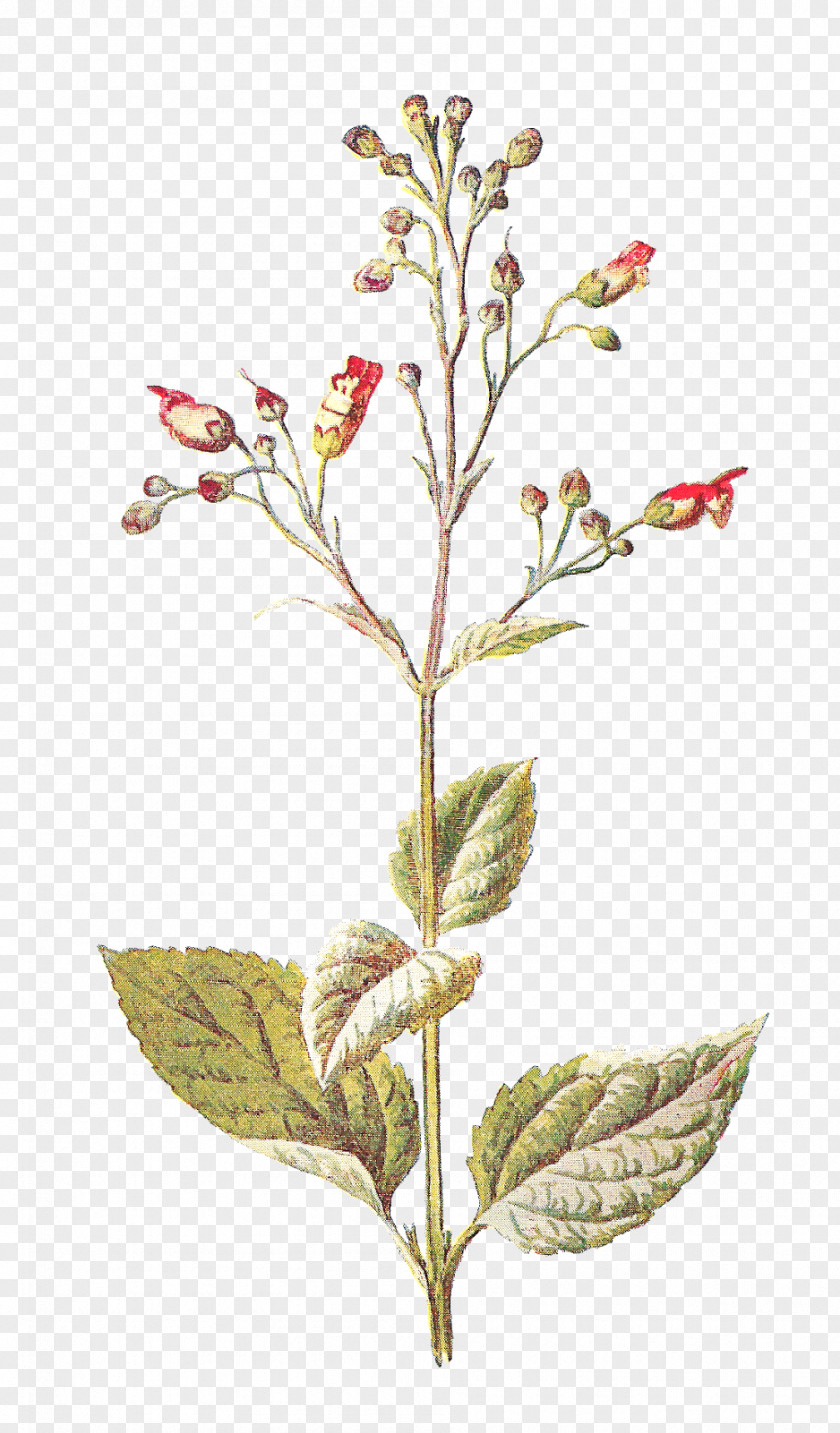 Botanical Wildflower Clip Art PNG
