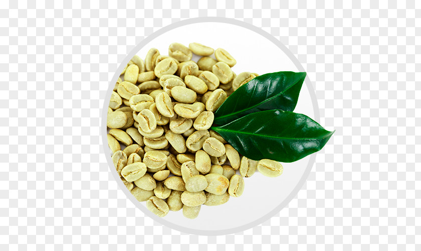 Coffee Green Extract Bean Robusta PNG