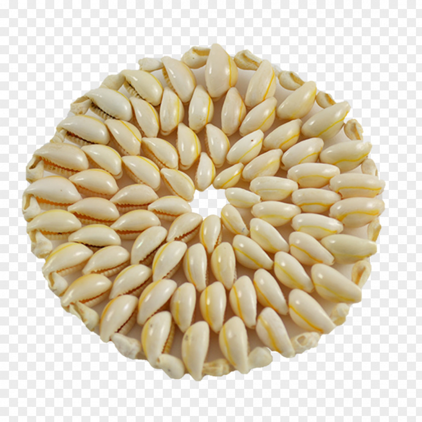 Seashell Cowry Lambis Cocktail Toothpicks In Clam Shell Box PNG