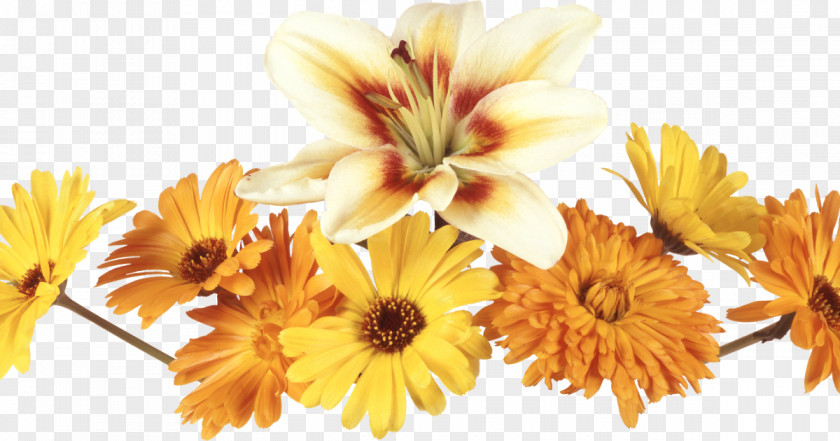 1 2 3 Flower Photography Clip Art PNG