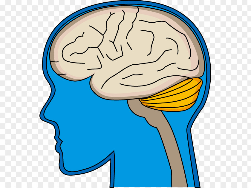 Brain Cerebrovascular Disease 脳科学 Organism PNG