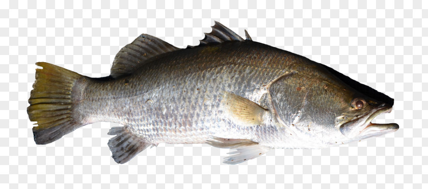 Fish Bass Tilapia Perch Barramundi PNG