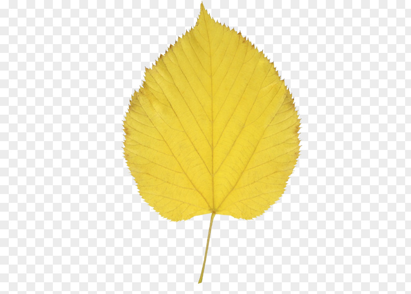 Gold Leaf Autumn Color Aspen Clip Art PNG