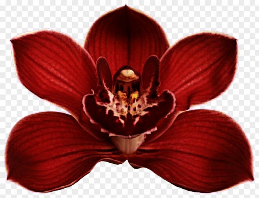 Orchid Red Orchids Lilac Clip Art PNG