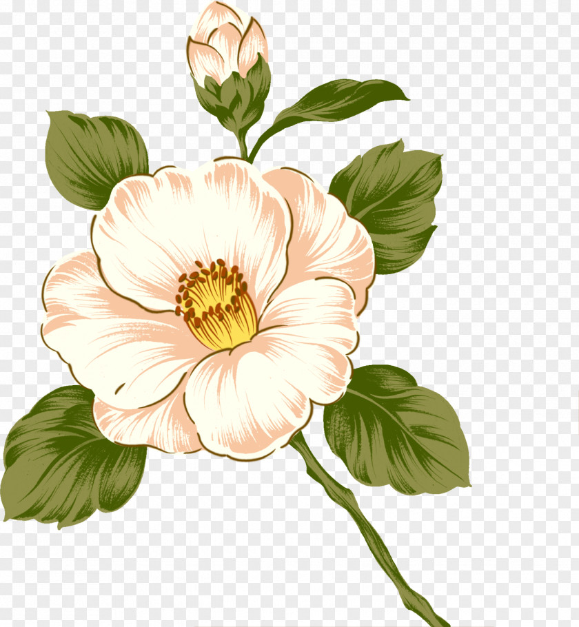 White Roses Drawing Painting Flower PNG