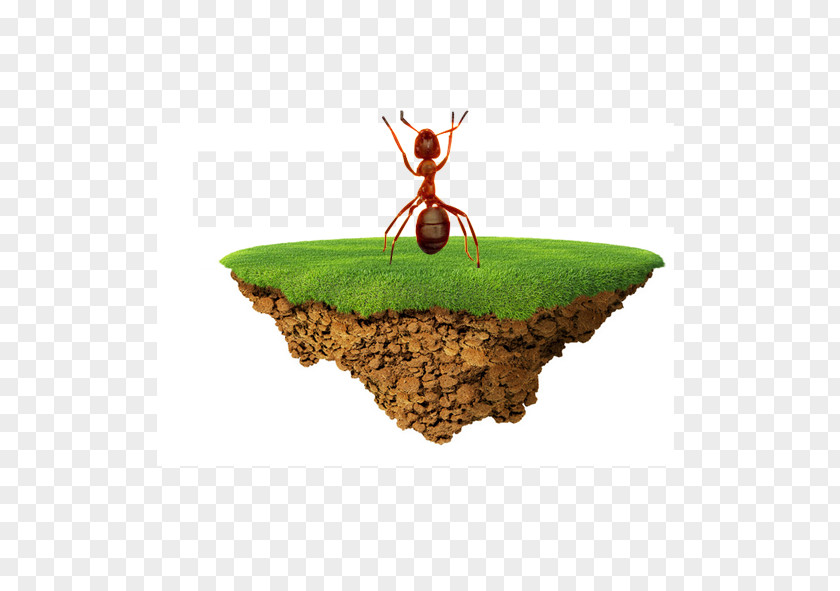 Ants Earth American Football Field Goal Rugby Pitch PNG