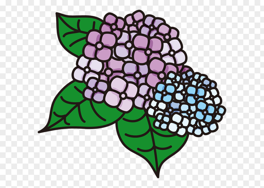 Design French Hydrangea Visual Arts Petal Clip Art PNG