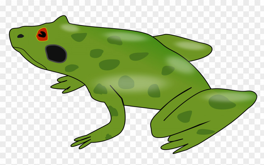 Frog Edible Amphibian Clip Art PNG