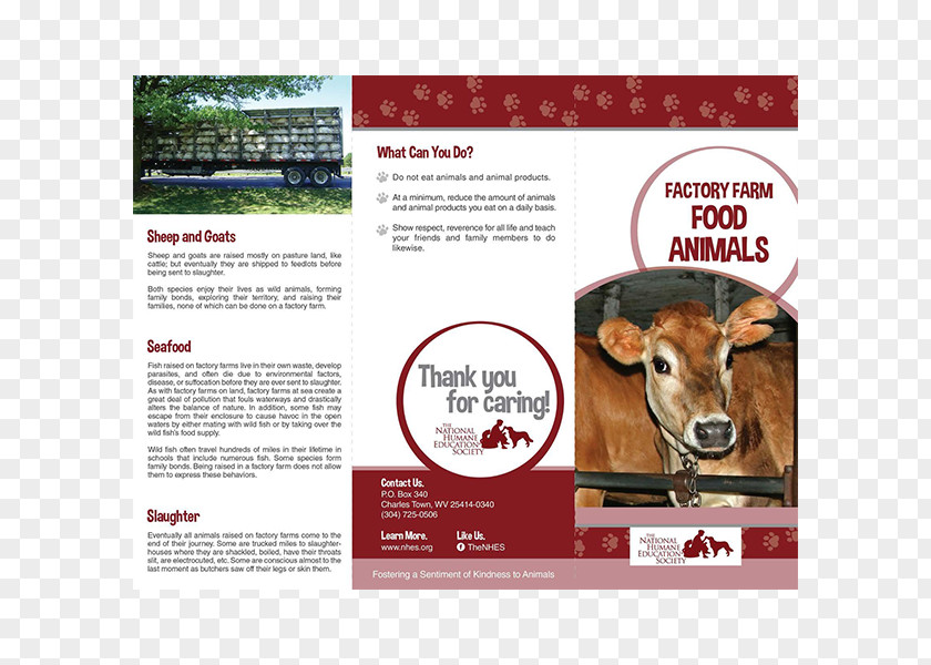 Goat Cattle Brochure Animal Welfare Humane Society PNG