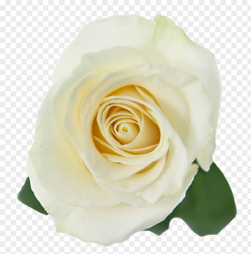 Rose Symbol Garden Roses Cabbage White Floribunda PNG