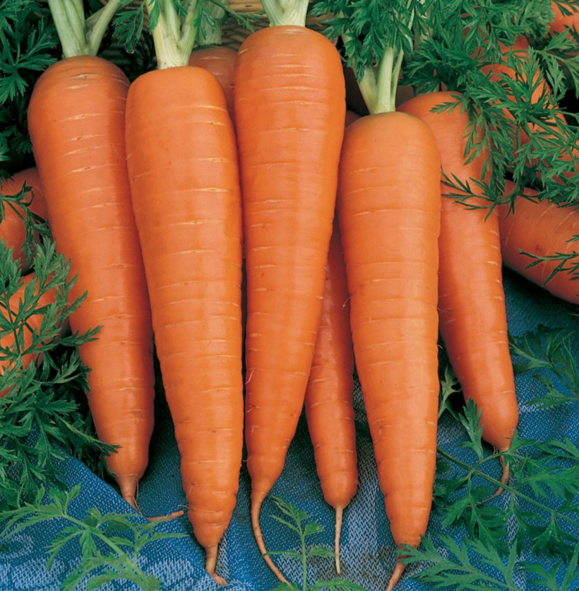 Carrot Danvers Organic Food Seed Vegetable PNG