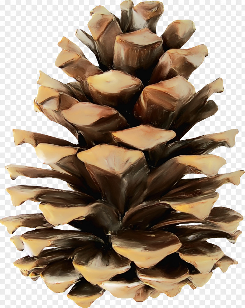 Conifer Cone Pine Wood Tree /m/083vt PNG