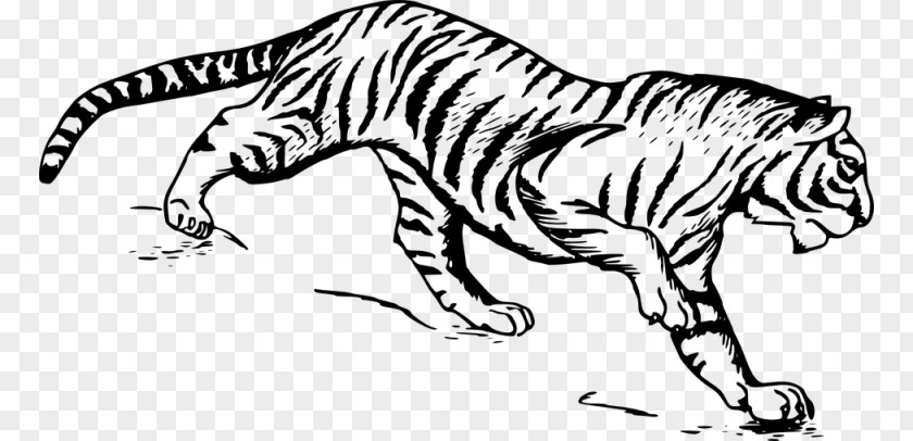 Drawing White Tiger Clip Art PNG