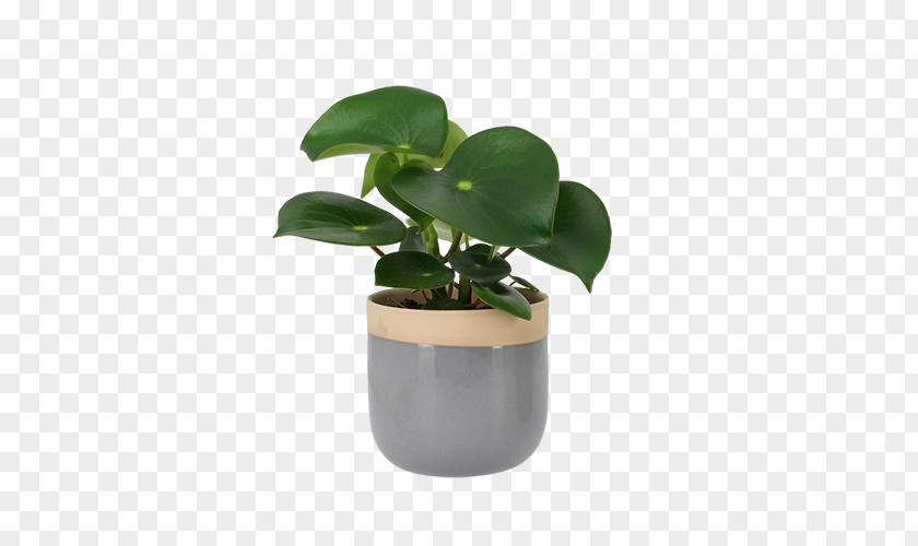 Flowerpot Leaf Houseplant Product Design PNG