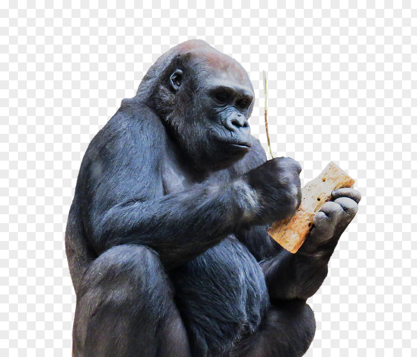 Monkey Gorilla Ape PNG