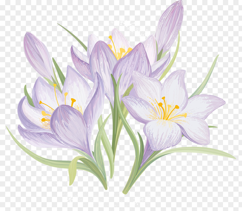 Purple Crocus Drawing Flower Clip Art PNG