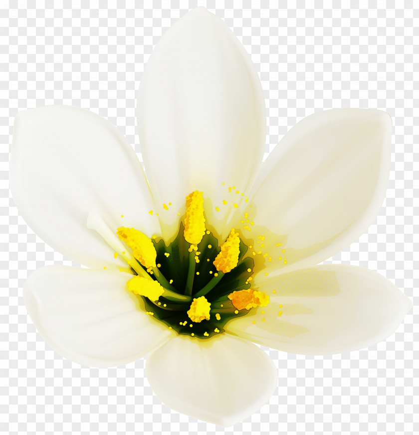 Tulip Lily Family Flowering Plant Petal Flower White PNG