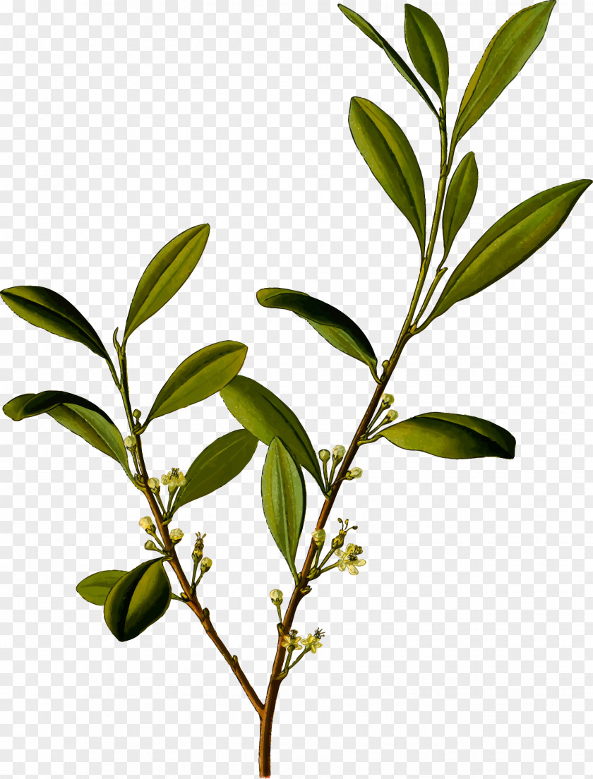 Coca Leaves Köhler's Medicinal Plants Erythroxylum Cocaine Botany PNG