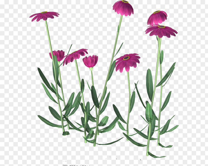 Daisys Flower Clip Art PNG