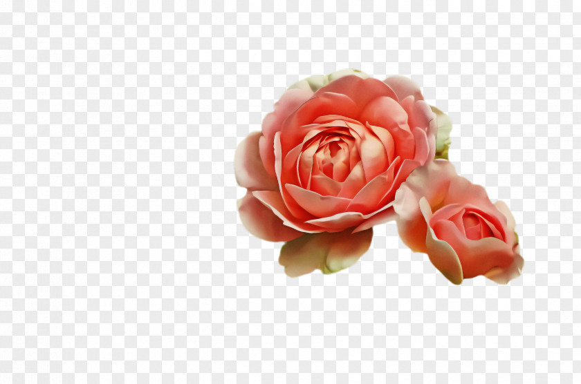 Floribunda Hybrid Tea Rose Garden Roses PNG