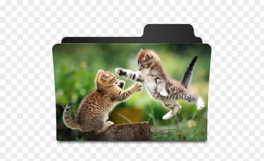 Kitten Cat Litter Trays Cuteness Desktop Wallpaper PNG