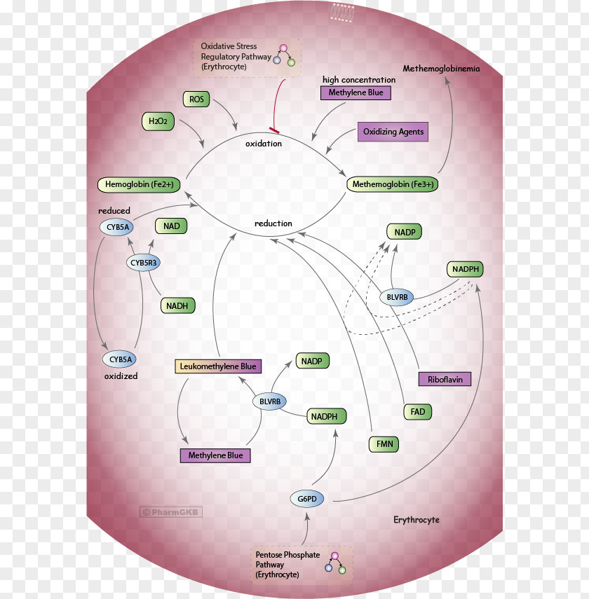 Methemoglobinemia Nitrite Nitrate Glucose-6-phosphate Dehydrogenase Deficiency PNG