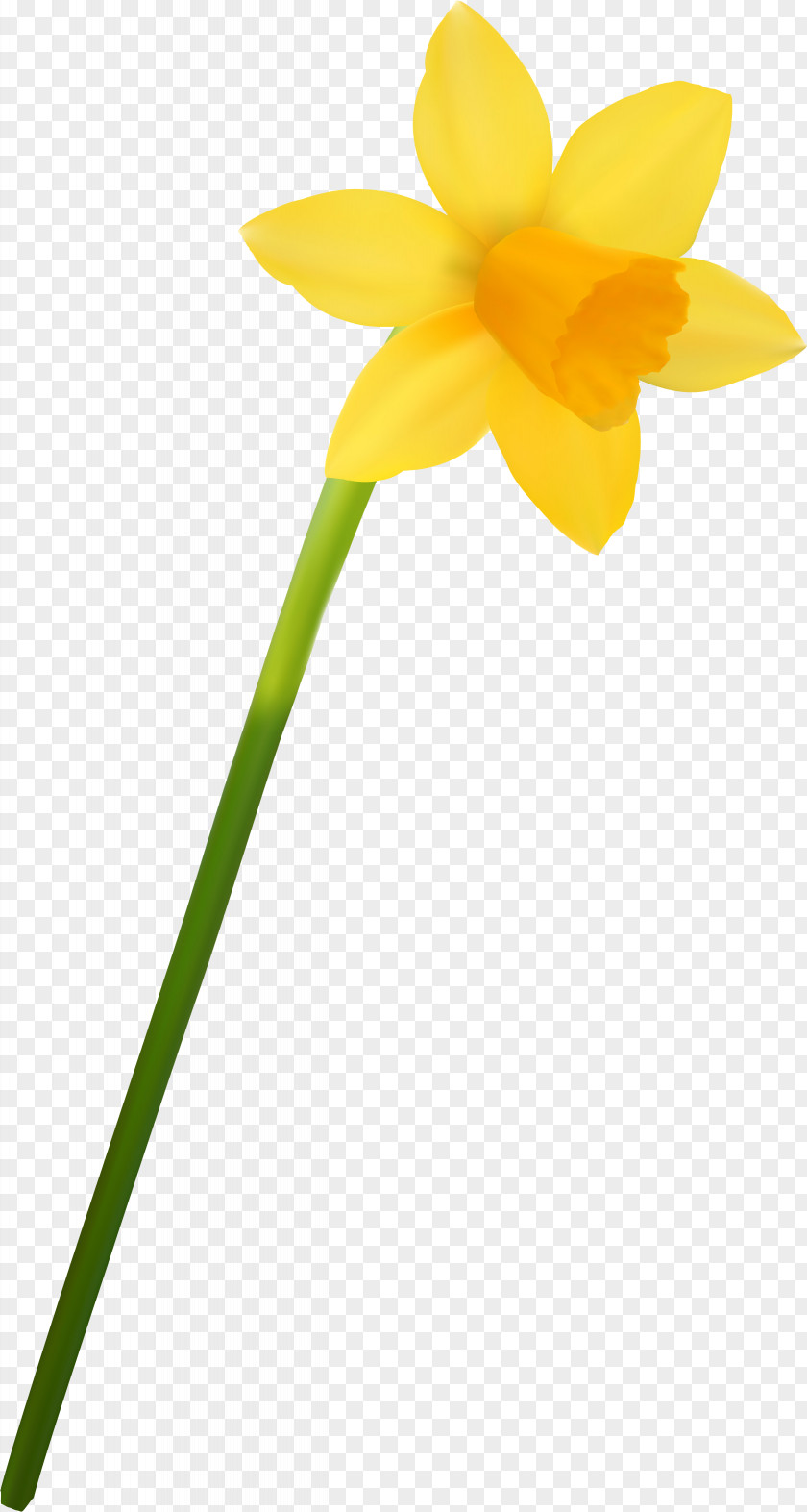 Narcissus Daffodil Cut Flowers Plant Amaryllis PNG