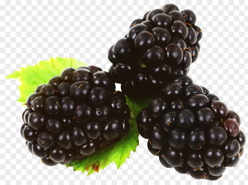 Olallieberry Mulberry Family Tree Background PNG