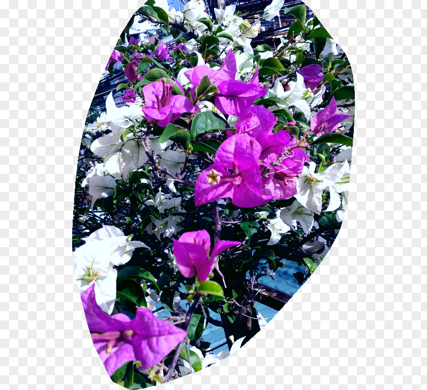 Rose Cut Flowers Floral Design Family Petal PNG
