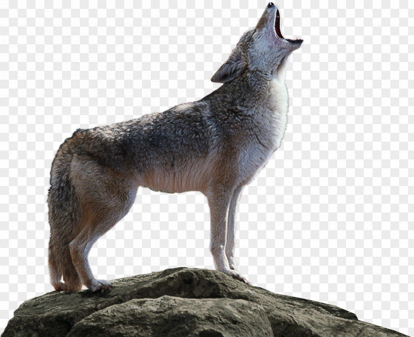 Sprin Coyote Kioti Tractor Saarloos Wolfdog Canidae PNG