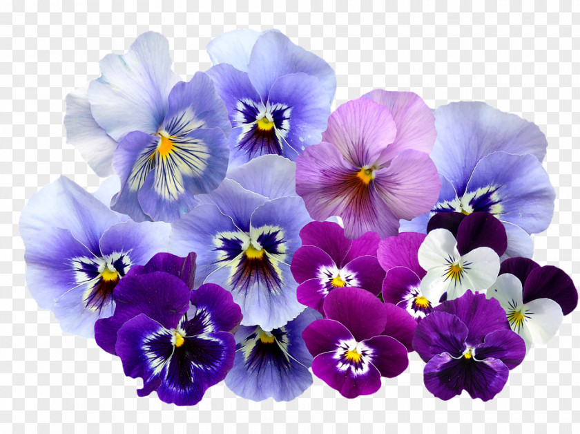 Violet Pansy Color Flower PNG