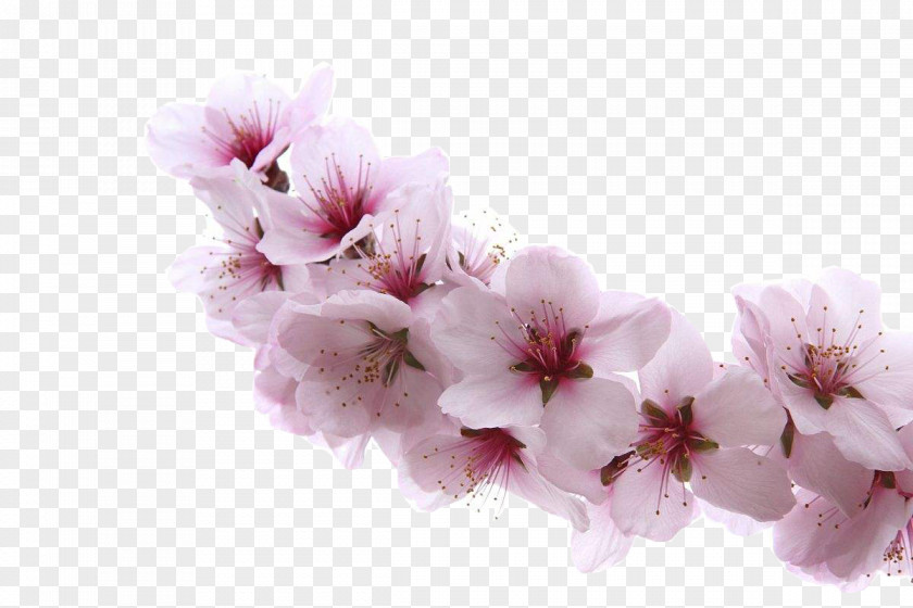 A Apricot Blossom Almond Blossoms Flower Cherry PNG