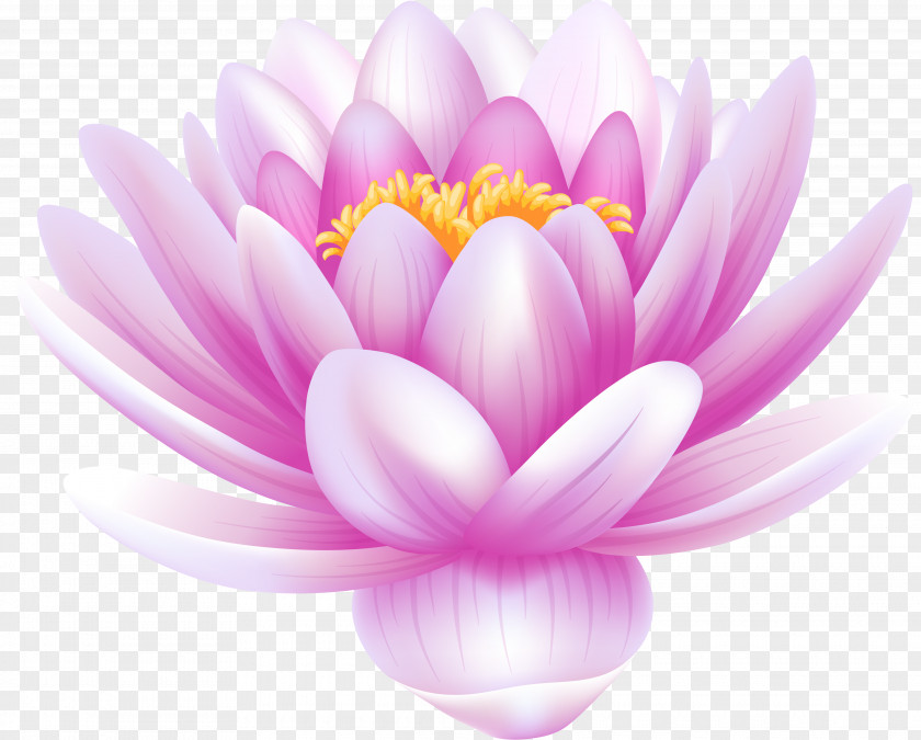 Flower Sacred Lotus Clip Art White Water-Lily Image PNG