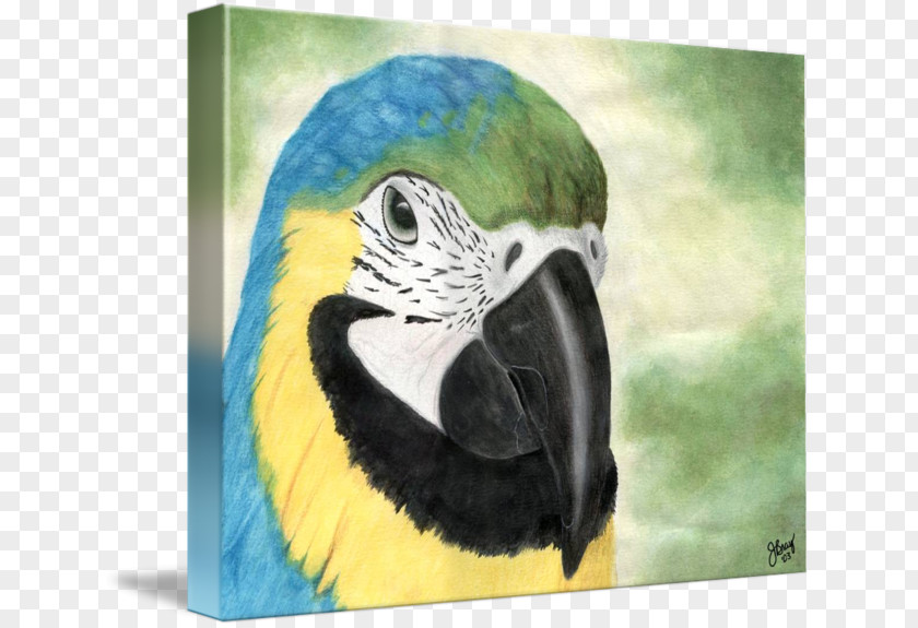 Painting Macaw Parakeet Beak Feather PNG