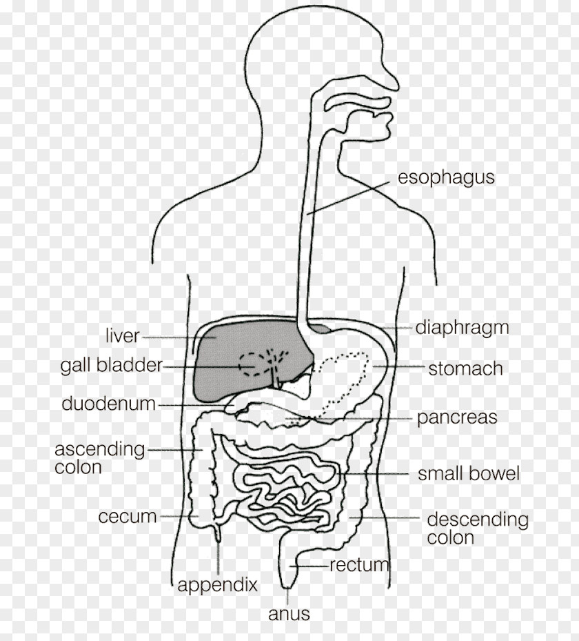 Gastrointestinal Tract Large Intestine Diagram Small Disease PNG