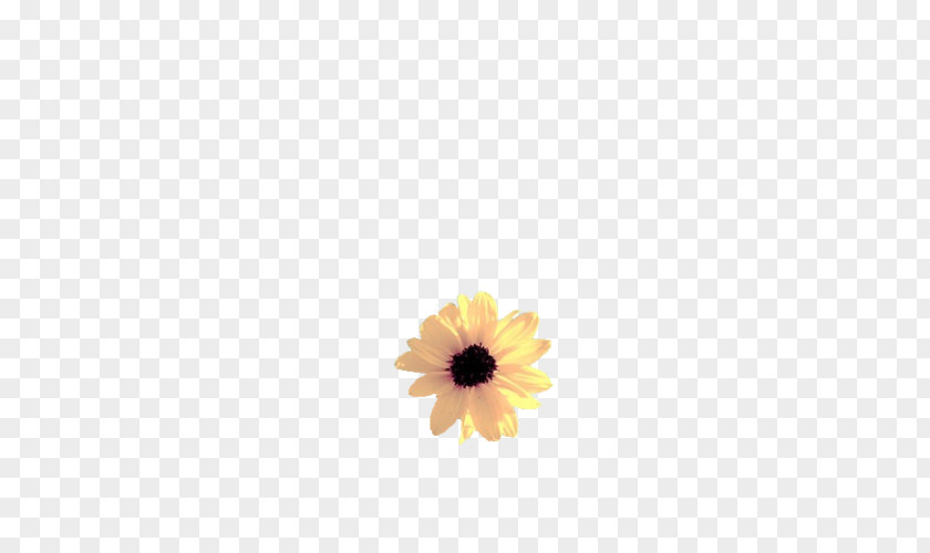 Pastel Flower Common Sunflower Artificial Clip Art PNG