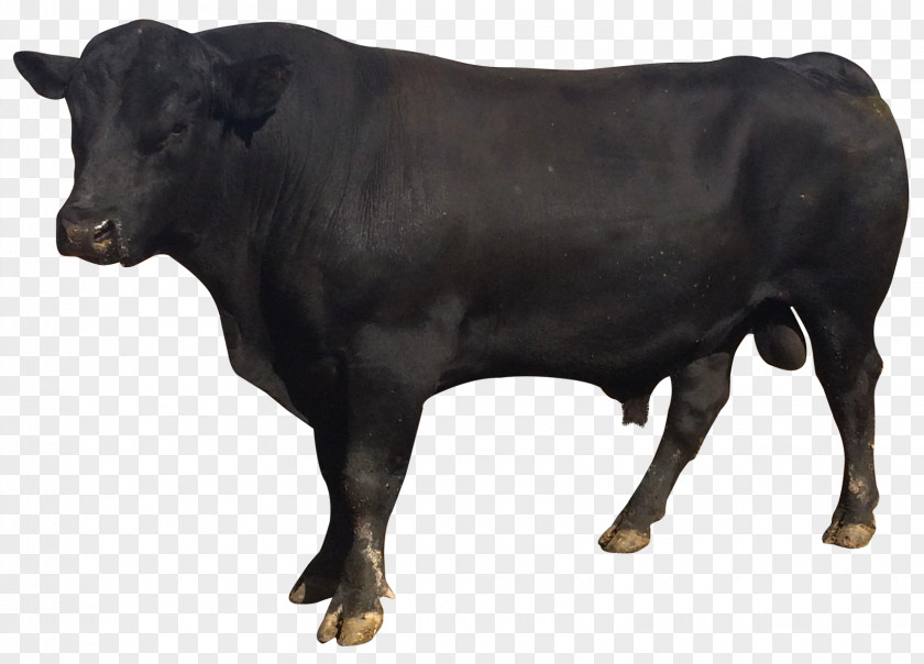 Bull Picture Cattle PNG