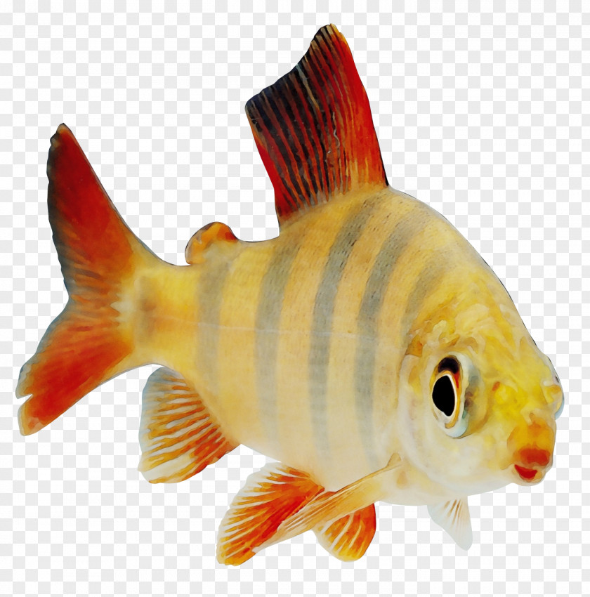 Carp Bonyfish Fish Fin Feeder Goldfish PNG
