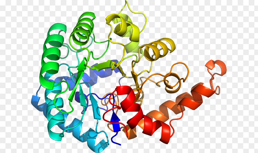 CGMP-specific Phosphodiesterase Type 5 Fosfodiesterasa Cyclic Guanosine Monophosphate Enzyme PNG