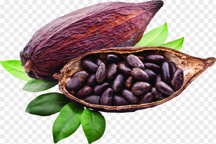 Chocolate Criollo Cocoa Bean Solids Trinitario Liquor PNG