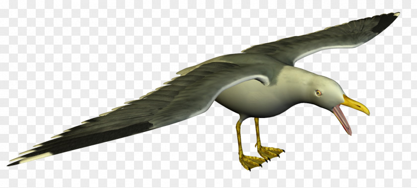 Gull Gulls Clip Art PNG