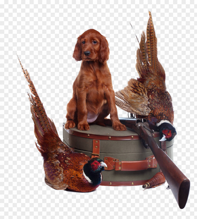 Pheasant On A Leather Suitcase Irish Setter Gordon Red And White Puppy PNG