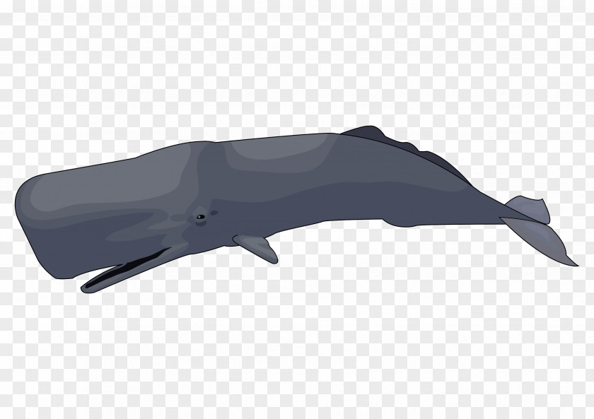Sperm Whale Government Of The Canary Islands Atlantic Marine Mammal PNG whale of the canary mammal, others clipart PNG