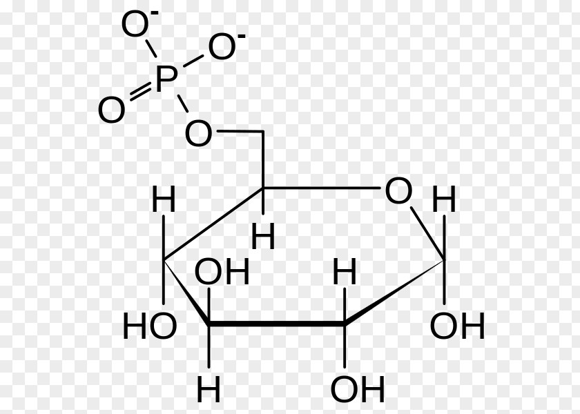 Sugar Glucose 6-phosphate Glucose-6-phosphate Dehydrogenase 6-phosphatase Fructose PNG