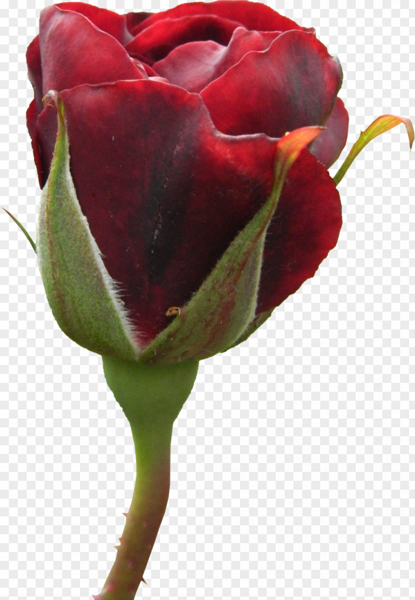 Caring For Cut Flowers Garden Roses Cabbage Rose Floribunda Bud PNG